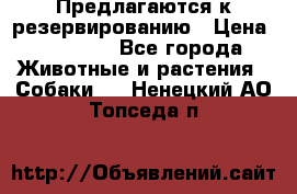 Предлагаются к резервированию › Цена ­ 16 000 - Все города Животные и растения » Собаки   . Ненецкий АО,Топседа п.